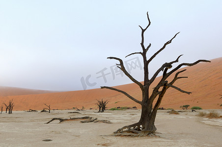 偏僻的树骨架，Deadvlei，纳米比亚