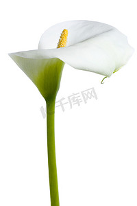 周年庆抽奖活动摄影照片_美丽的白色马蹄莲
