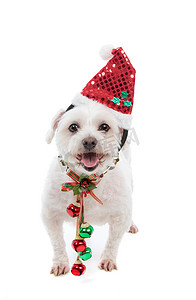 可爱的小狗装饰摄影照片_带铃儿响的节日圣诞小狗