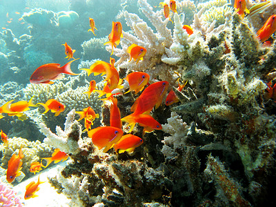 热带海底有石珊瑚和异国情调鱼的口礁