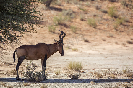 南非 Kgalagadi 跨境公园中的羚羊