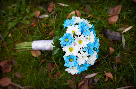 白色和蓝色的花朵。