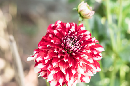 一种粉红色的白色枕形花 (Scabiosa columbaria) 与向日葵、雏菊、菊花和百日草的种类有关。