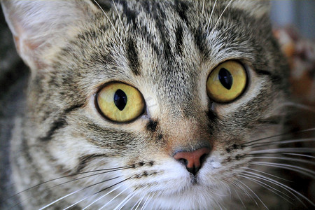 动物猫灰头像摄影照片_黄眼睛猫头像