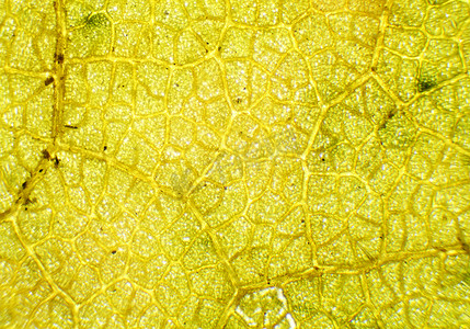显微镜下的菩提树叶，背景。 