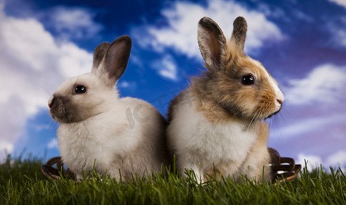 兔宝宝、兔子和绿草