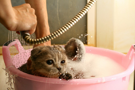 洗澡水摄影照片_洗猫