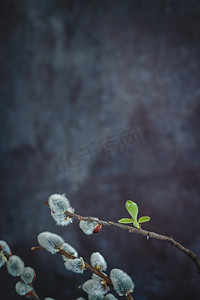 中柳树摄影照片_深色背景中柳猫的花枝
