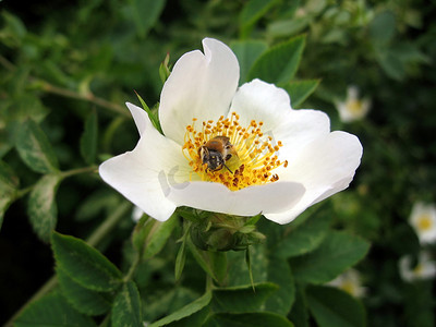白蔷薇花上的蜜蜂