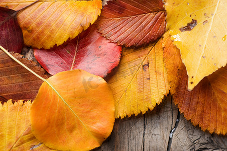落叶设计摄影照片_秋天的落叶在木制的背景