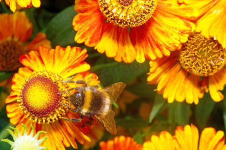 宏观-大黄蜂在一朵明亮的橙色花 Helenium 上