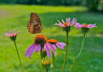 粉色和橙色雏菊上的美丽蝴蝶。