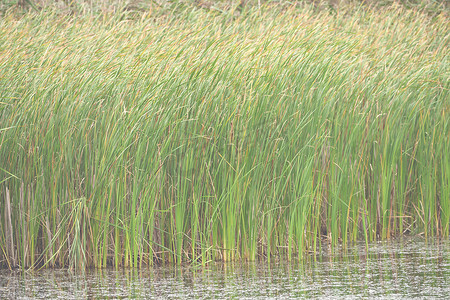湖岸边的野草
