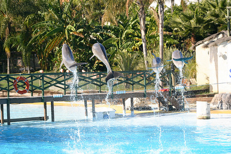 四只海豚跳跃