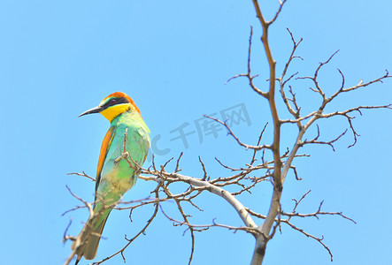 虎爪摄影照片_欧洲蜂虎 (Merops Apiaster) 户外