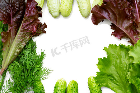背景以框架的形式出现，上面有新鲜黄瓜、生菜和莳萝的文字 — 用于准备夏季蔬菜沙拉的配料，在白色上隔离