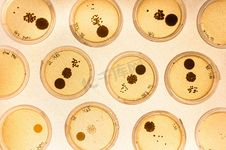 培养细胞摄影照片_在培养皿中培养细菌。
