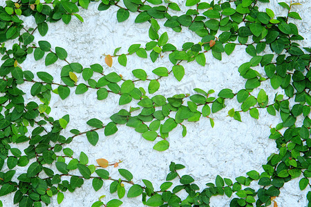墙上的绿色爬行植物