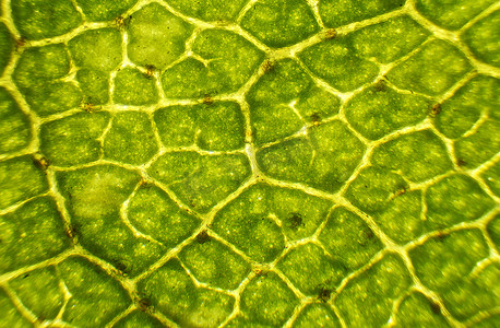 显微镜下的白桦叶，背景。 