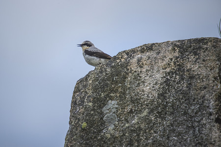 wheatear，oenanthe oenanthe，挪威名字，steinskvett。