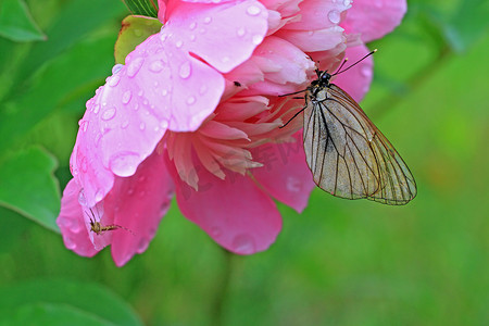 蝴蝶在花下躲雨