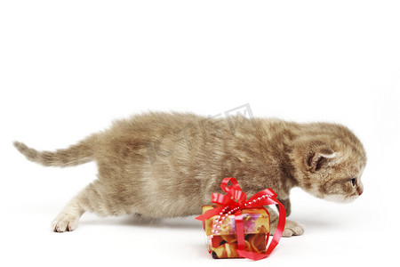 孤立的猫和礼物