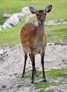 日本奈良鹿摄影照片_奈良鹿