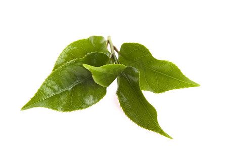 茶树背景摄影照片_白色背景中孤立的新鲜茶叶