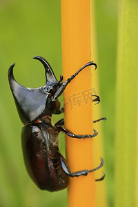 动物的角摄影照片_犀牛甲虫