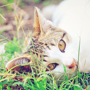 爆炸效果转场摄影照片_一只躺在绿草上的猫，复古滤镜效果