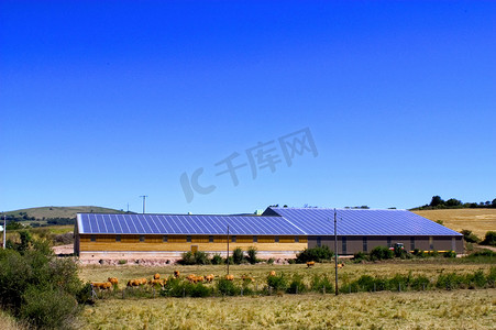 光伏屋顶摄影照片_牛棚太阳能电站