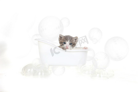 在工作室洗澡的小猫肖像