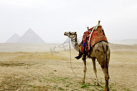 骆驼和埃及吉萨金字塔