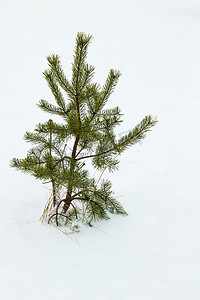单枝摄影照片_生长在白雪上的松树
