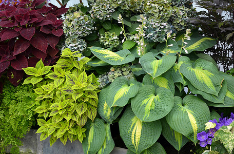 花园音乐摄影照片_五颜六色的热带植物