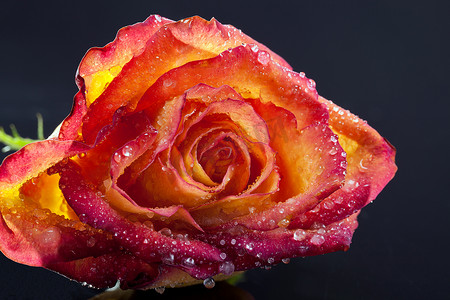 黑色性冷淡风摄影照片_黑色背景中孤立的单朵冷冻玫瑰花 — 宏观