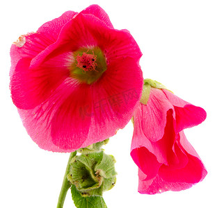 蔷薇花背景摄影照片_锦葵花红色植物绽放隔离在白色