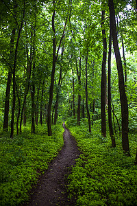 夏季森林小路摄影照片_绿色夏季森林中的小路