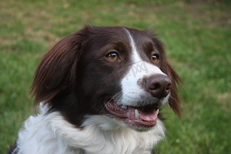 cross摄影照片_非常可爱的肝脏和白色牧羊犬 cross springer spaniel 宠物狗