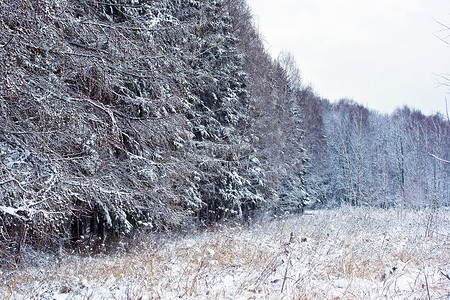 冬季白雪皑皑的森林