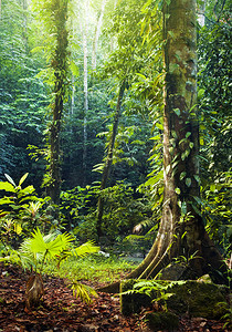 热带雨林。