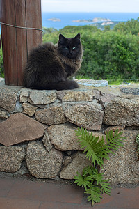 深棕色猫坐在石墙上，享有海景