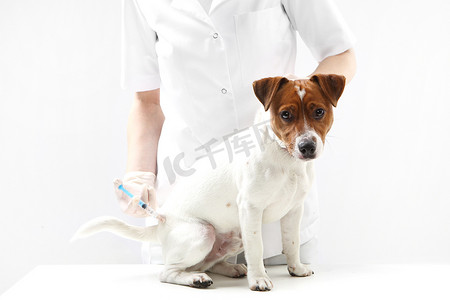 接种疫苗兽医的狗