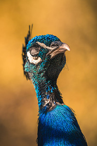 骄傲的鸟摄影照片_有蓝色羽毛的好骄傲的孔雀头