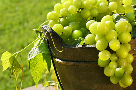 种植水果摄影照片_阳光下的绿葡萄