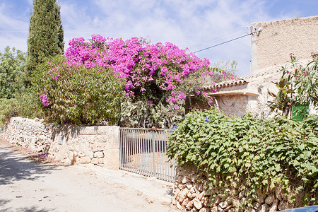 花朵石头摄影照片_带粉红色花朵的地中海砖入口花园