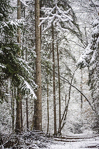 下雪路摄影照片_在森林里下雪