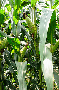 玉米农场