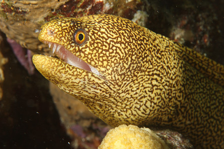 黄色斑点海鳗
