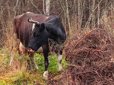 迷路的黑牛游荡到森林里